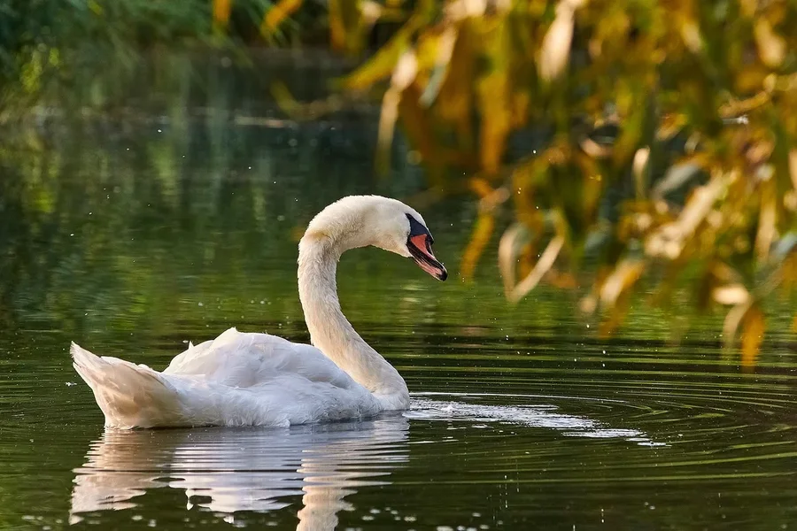 2020-08-09_SCHWÄNE_D300S_DSC1812.jpg