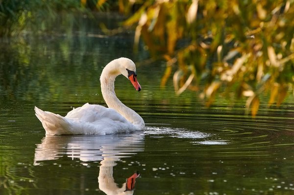 2020-08-09_SCHWÄNE_D300S_DSC1813.jpg