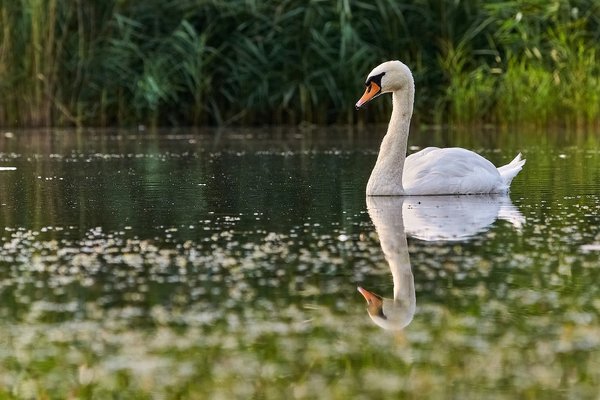 2020-08-09_SCHWÄNE_D300S_DSC1854.jpg