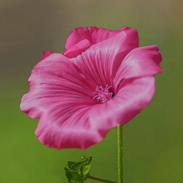 LilaBlumeBlüteGROSSSL290280ENDVERSIONOPTIMALUADRAT_666x666.webp