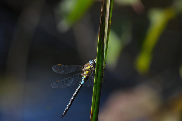 IMG17659-x.jpg