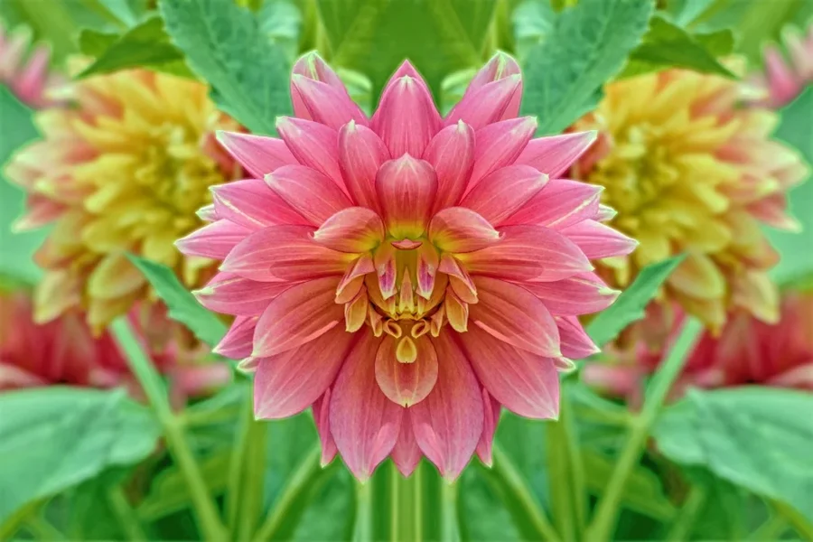 DahlierosaSymmetrischSL2Si100400ENDVERSIONOPTIMALVARFRIDKAHLO_998x666.webp