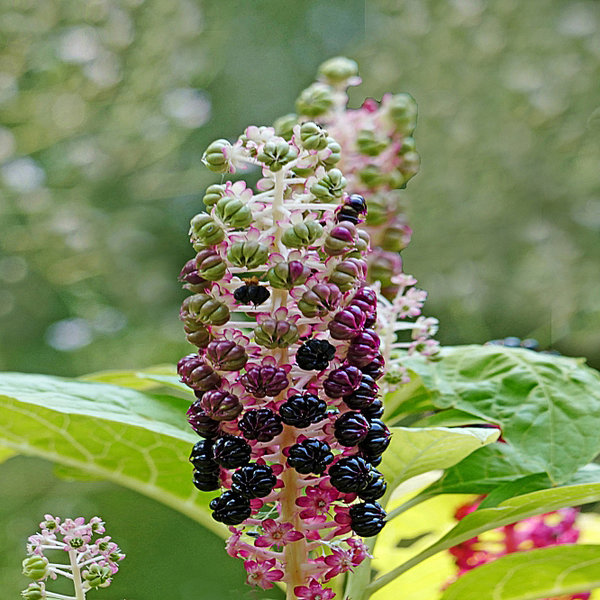 KermesbeereCL100400QUADRATMANBE_666x666.jpg