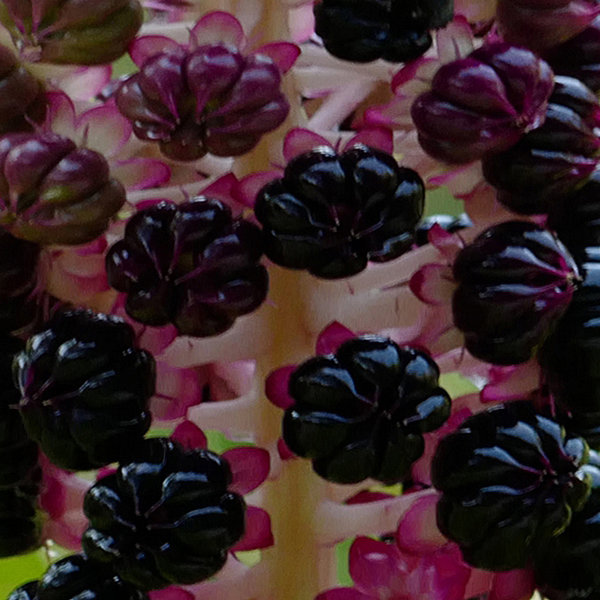 KermesbeereCL100400DETAILBEERENQUADRAT_666x666.jpg