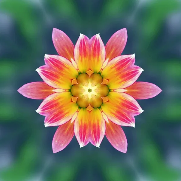 DahlieGelbmRosaSpitzenSL20280FANTASYMEHRFACHMIKOQUADRATVARAUFBLAU_666x666.webp