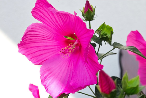 IMG19121-x.jpg