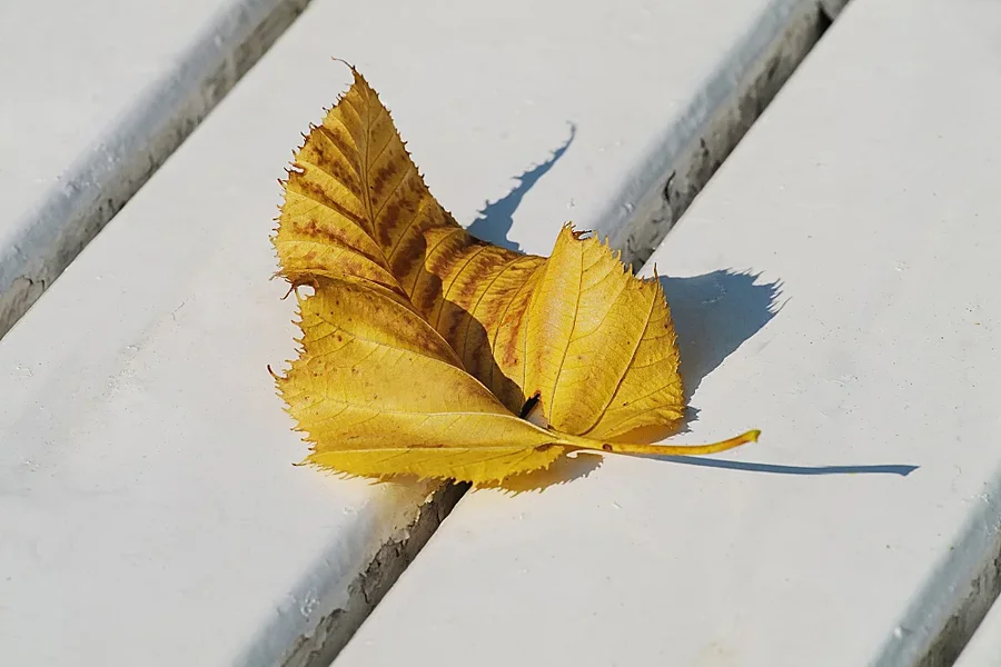 BlattaufweisserTischplatteSL2CanMac180Ext1,4MANBEFINENDV_998x666.webp
