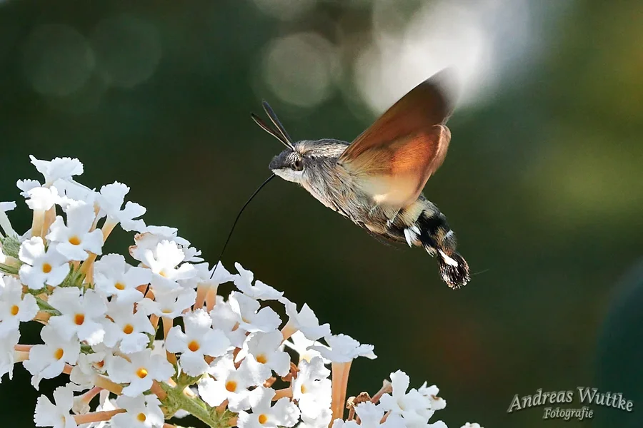 D75_2608_C1.webp