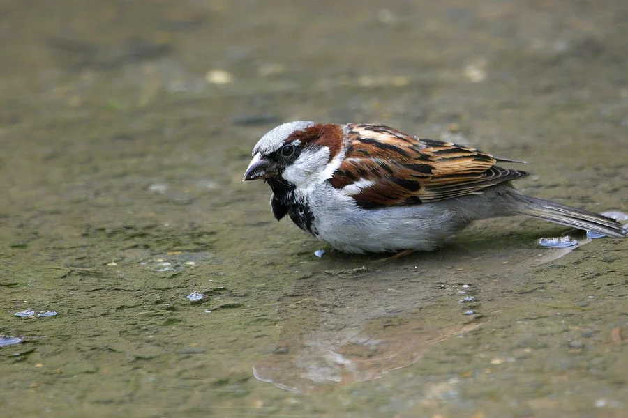 IMG15977-a.webp