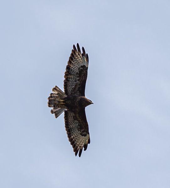 Vögel 2020_3593.jpg