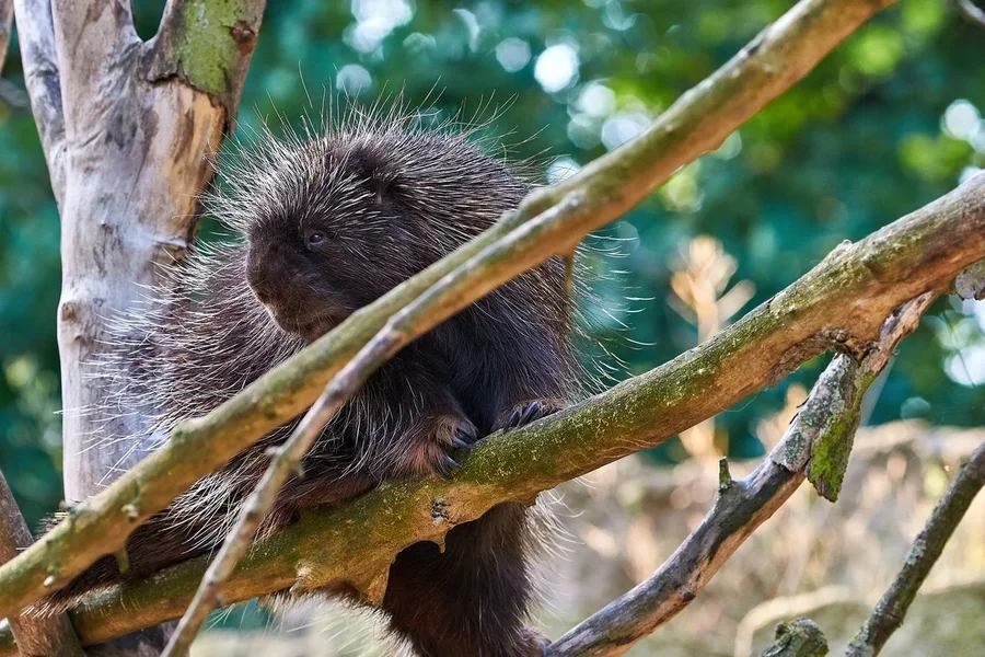 0013._TIERPARK__DSC1959.webp