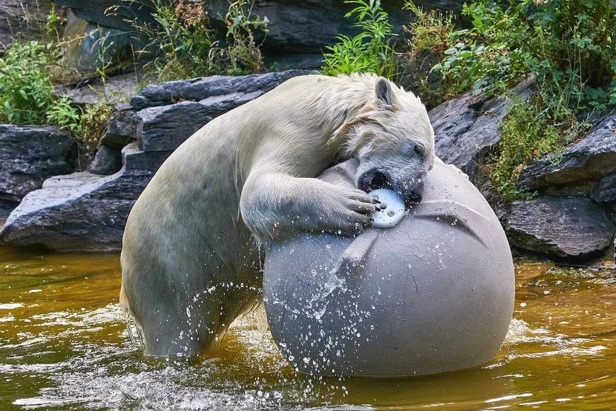 0036._TIERPARK__DSC2084.webp