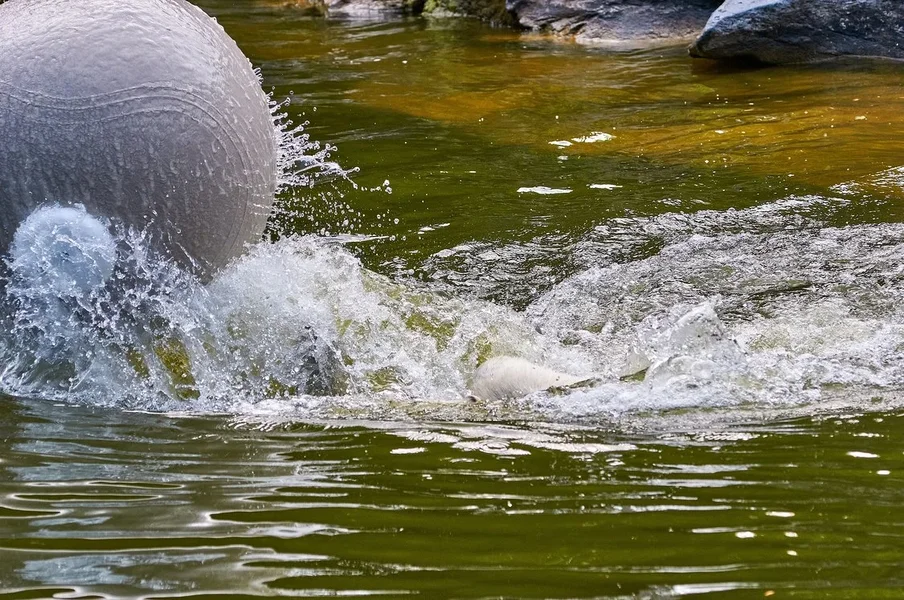 0049._TIERPARK__DSC2099.webp