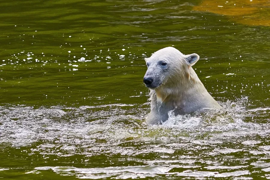 0050._TIERPARK__DSC2102.webp