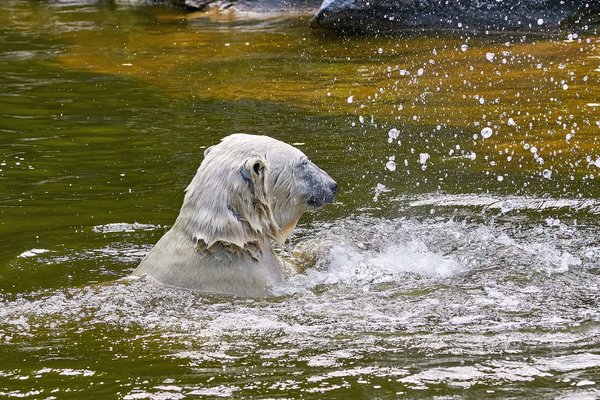 0052._TIERPARK__DSC2106.jpg 0052._TIERPARK__DSC2106.jpg