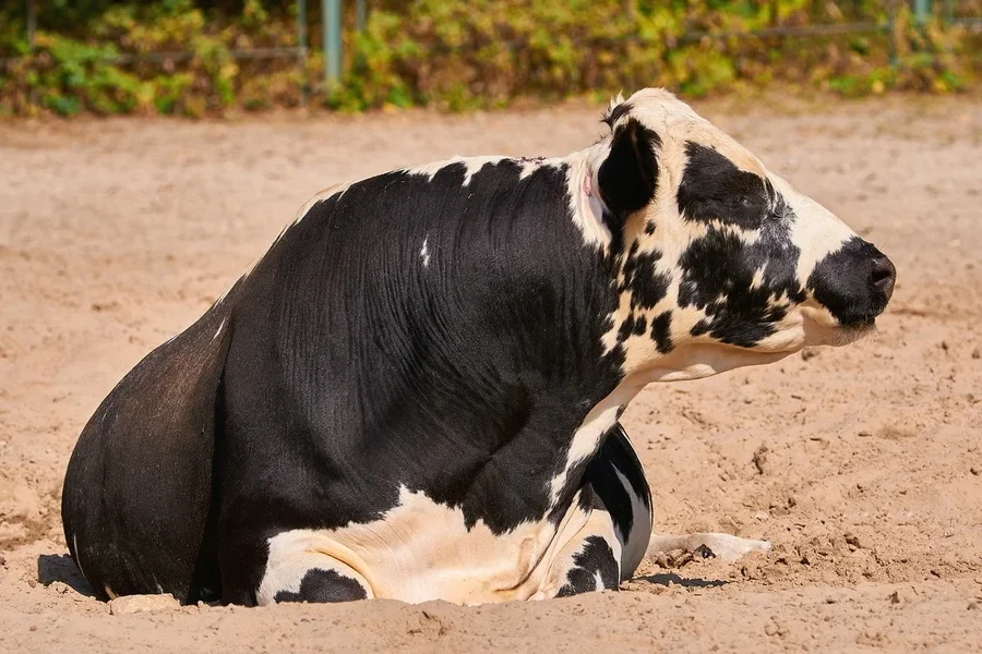 0067._TIERPARK__DSC2152.jpg