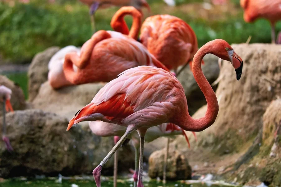 0084._TIERPARK__DSC2474.webp