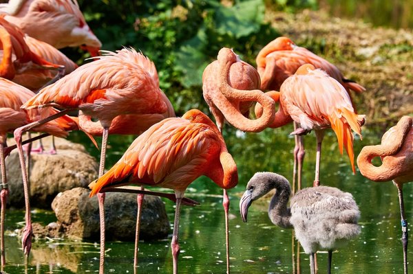 0091._TIERPARK__DSC2556.jpg 0091._TIERPARK__DSC2556.jpg