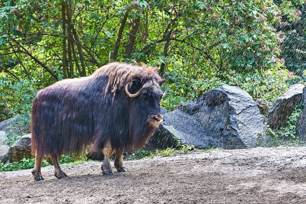 0101._TIERPARK__DSC2614.jpg 0101._TIERPARK__DSC2614.jpg
