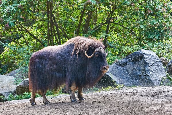 0102._TIERPARK__DSC2619.jpg 0102._TIERPARK__DSC2619.jpg