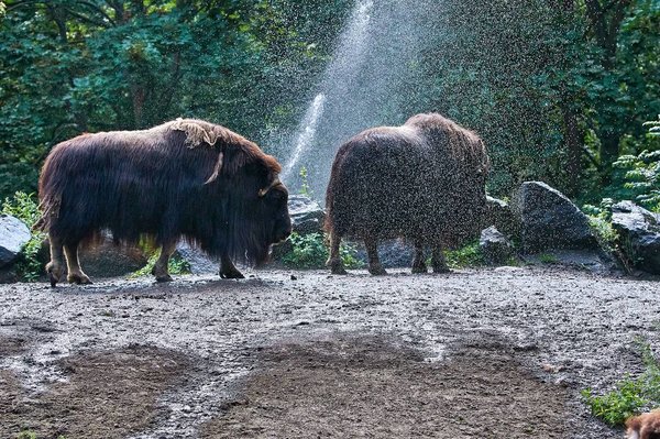0109._TIERPARK__DSC2673.jpg 0109._TIERPARK__DSC2673.jpg