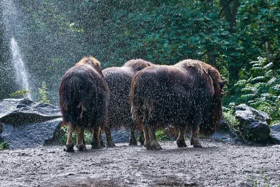 0114._TIERPARK__DSC2711.webp