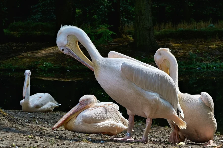 0130._TIERPARK__C719267.webp