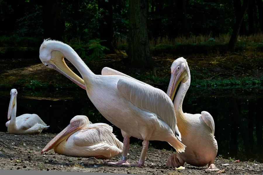 0131._TIERPARK__C719268.webp