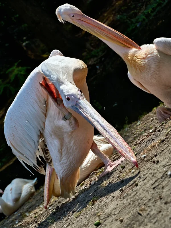 0137._TIERPARK__C719318.webp