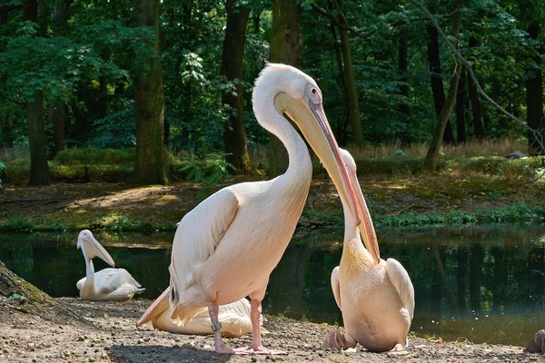 0139._TIERPARK__C719327.jpg