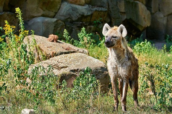 0177._TIERPARK__DSC2328.jpg