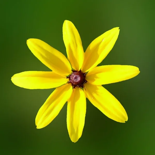 GelberBlütensternCLLMa60UADRATENGFIN_666x666.webp