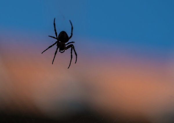 FO Garten 2209P9290033.jpg