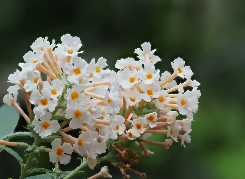 FO Garten 2209P9290096.webp