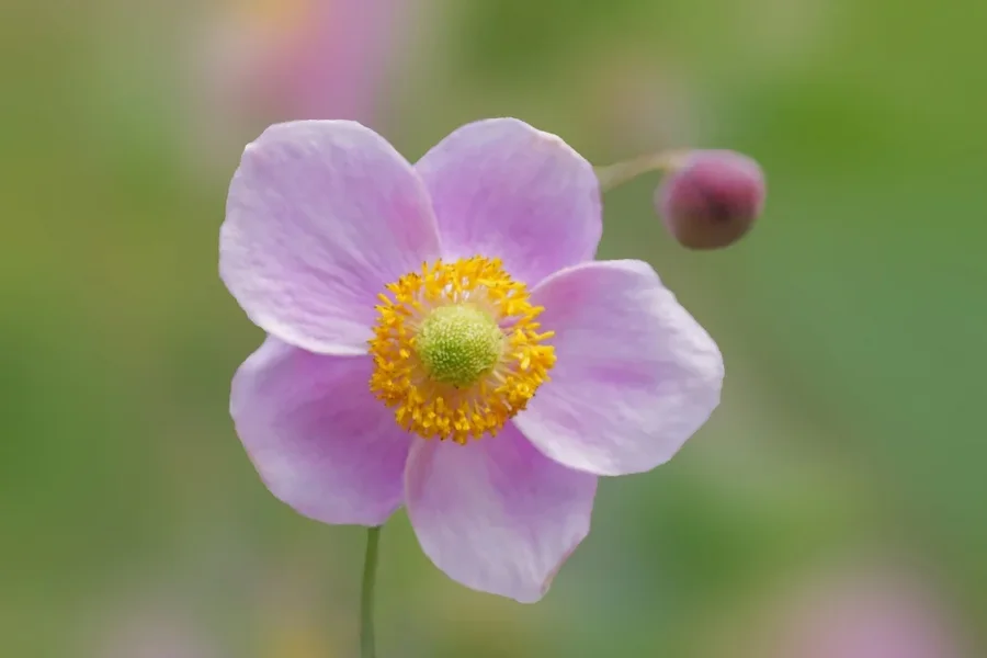 LilaBlumeeinzelnmKnopseSL2Si00400Ext2ENDVERSIONRECHTECK_998x666.webp