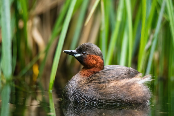 Nehringen 2015_637.jpg