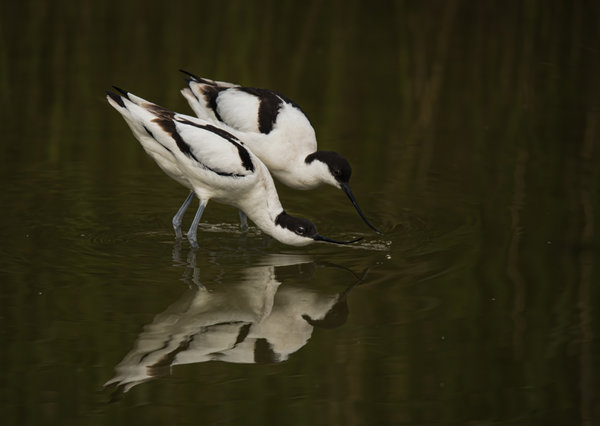 Nehringen 2015_706.jpg