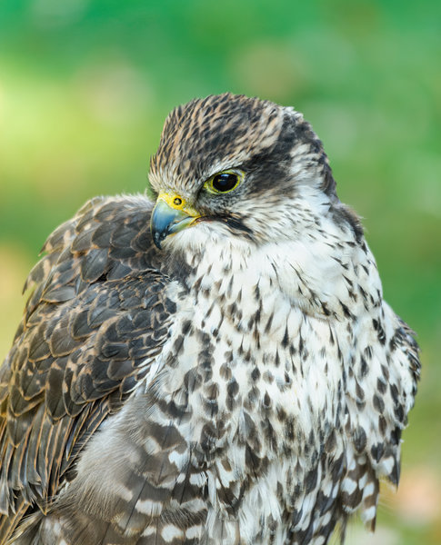 Hellenthal 2011_065.jpg