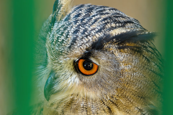 Hellenthal 2011_089.jpg