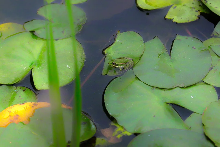 IMG19667.webp