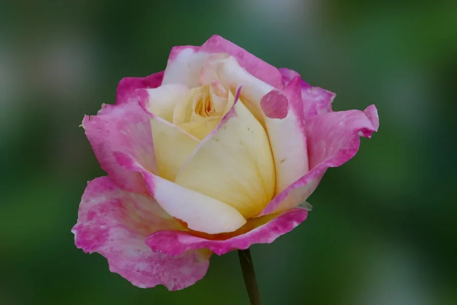 RoseweissrosaCLHGWEICHFIN_999x666.webp