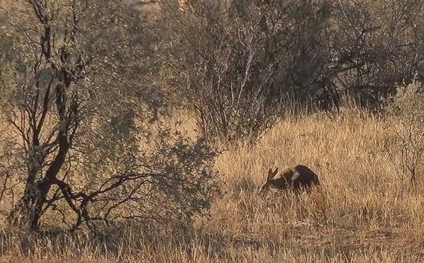 FO wildearth 1020202020-08-04 (12).jpg