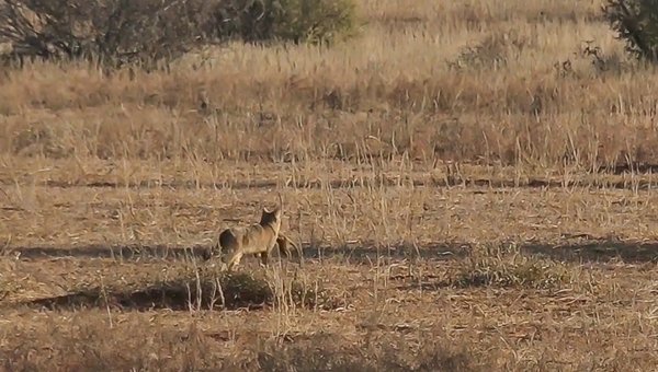 FO wildearth 1020202020-08-04 (15).jpg