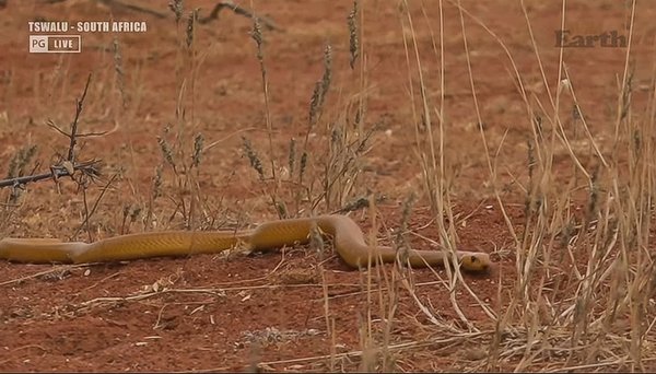 FO wildearth 1020202020-10-09 (2).jpg