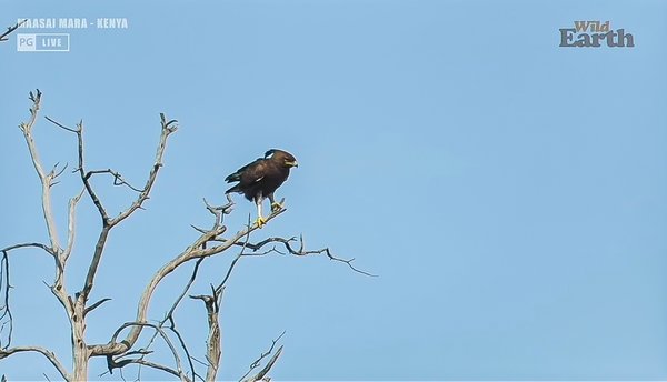 FO wildearth 1020202020-10-09 (8).jpg