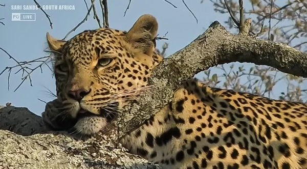 FO wildearth 1020202020-10-09 (11).jpg