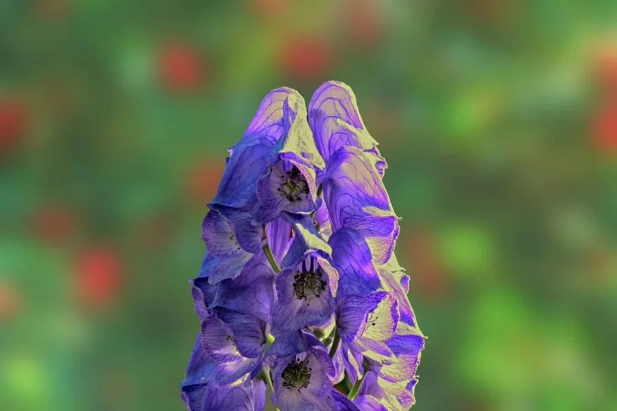 BlaueBlumenkerzembuntemPunktHGSL2ICMac100FINFINFINiENDVERSIONOPTIMAL_998x666.webp