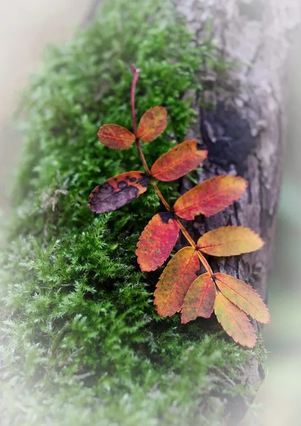 ci_PG9_2481.jpg