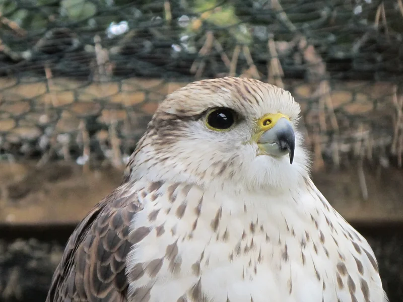 Turmfalke Hercules (2).webp