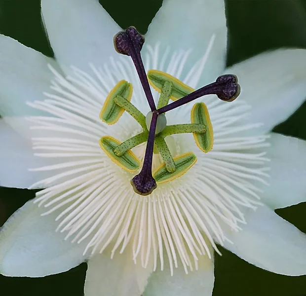 pASSIONSBLUMETeilSLCMac100QUADRATZENTRM_688x666.webp